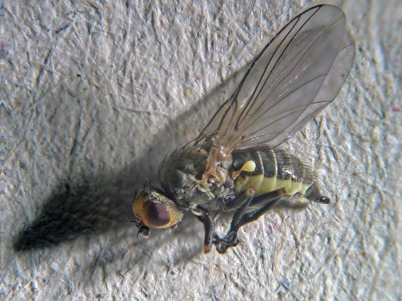 Napomyza (Phytomyza) gymnostoma ( Agromyzidae)